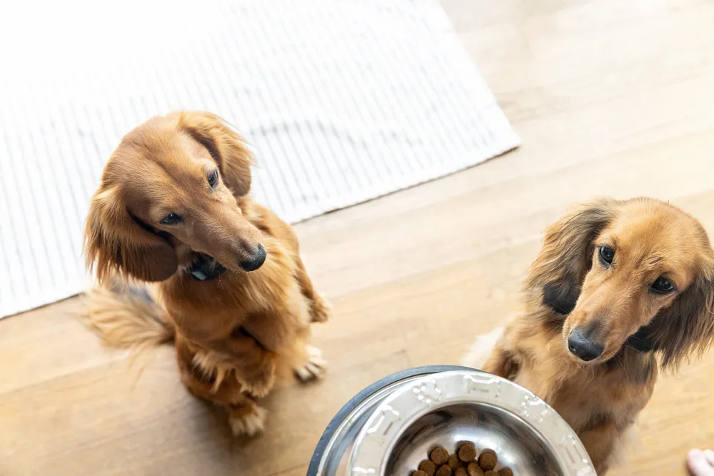 Sensitive Stomach Dog Food Guide for Canadians | Acana&trade;